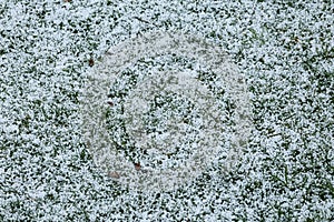 Hail after an ice storm on grass