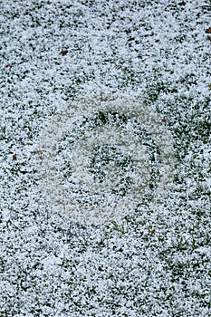 Hail after an ice storm on grass