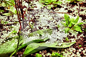 Hail lay on the groun in the summer garden