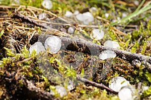 Hail lies on the forest floor