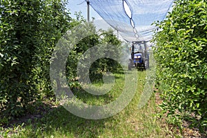 Hail Protection Netting Above Apple Orchard with Tractor Operated Blowing Orchard Sprayer
