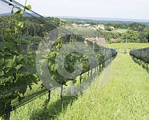 Hail protection in wine growing