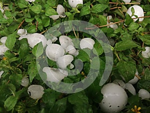 Hail stones with Green leaves background