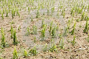 Hail storm damaged corn field - Storm disaster