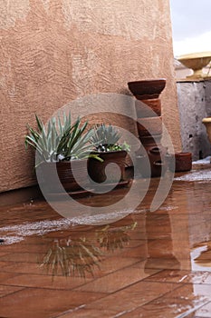 Hail storm desert succulents 4422