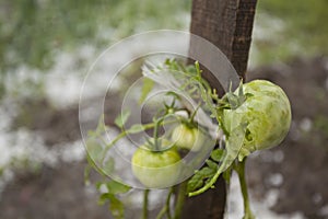 Hail Storm Disaster in garden