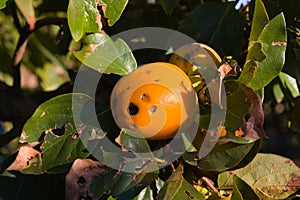 A hail storm has severely damaged the harvest of persimmon trees