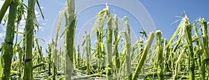 Hail storm and heavy rain destroyed a maize field