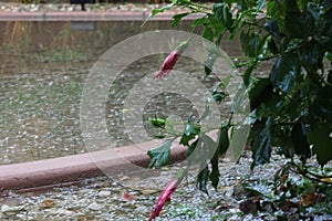 Hail storm hibiscus 4477