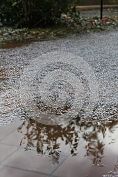 Hail storm hibiscus reflection 4460