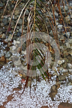 Hail storm palm frond 4482