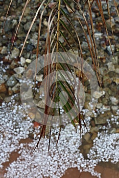 Hail storm palm frond 4483