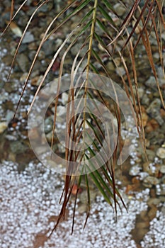 Hail storm palm frond 4484