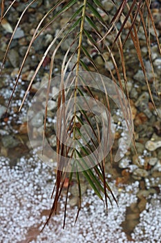 Hail storm palm frond 4485