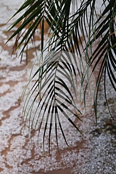 Hail storm palm frond 4489