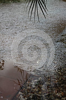 Hail storm palm reflection 4463