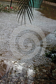 Hail storm palm reflection 4465