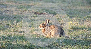 North Texas Eastern Cottontail Rabbit Sylvilagus floridanus photo