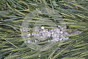 Hailstone destroy wheat crop