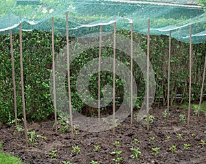 Hailstone in a protective net over vegetable plants