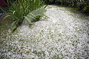 Hailstones in garden after hail storm