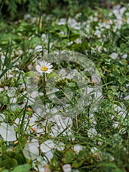 Hailstones ice parts in the grass with a white flower after a hail storm