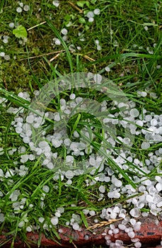 Hailstones lies on the green grass. natural anomaly. Vertical photo