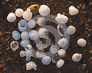 Hailstones the size of golf balls on a ground after severe storm