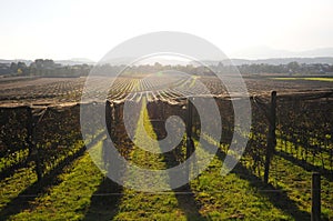 Hailstorm protection in the orchards