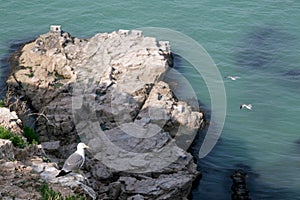 Hailu island black-tailed gulls