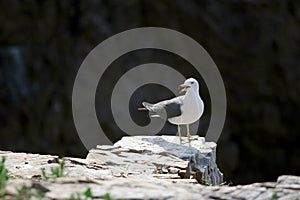 Hailu island black-tailed gulls