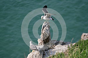 Hailu island black-tailed gulls