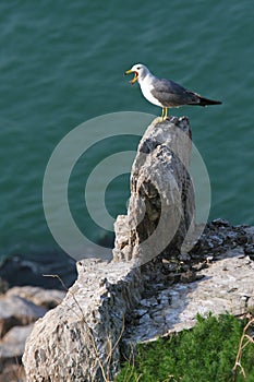 Hailu island black-tailed gulls