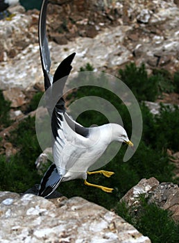 Hailu island black-tailed gulls