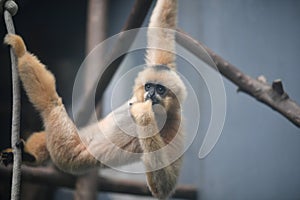 Hainan black crested gibbon