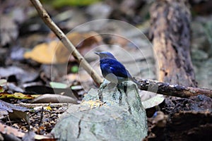 Hainan blue flycatcher