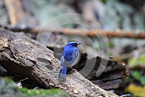 Hainan blue flycatcher