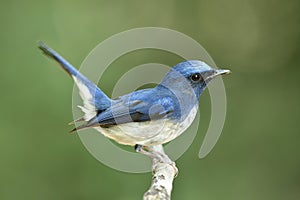 Hainan Blue Flycatcher Cyornis hainanus beautiful blue bird with white belly happily wagging its tails
