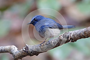 Hainan Blue Flycatcher Cyornis hainanus Male Cute Birds of Thailand