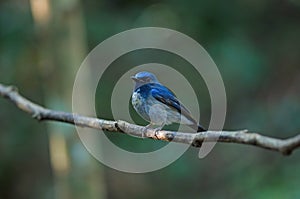 Hainan blue flycatcher Cyornis hainanus