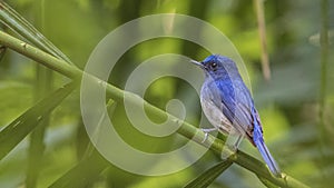 Hainan Blue Flycatcher on Green Bamboo