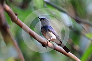 Hainan Blue Flycatcher migrates to live in the bamboo forest.
