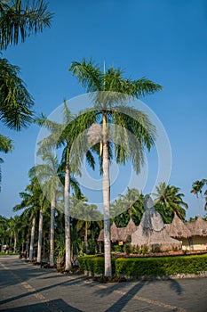 Hainan Xinglong southern tropical rain forest resort areca palm,