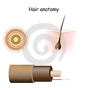 Hair anatomy. Cross section, and Cell Structure