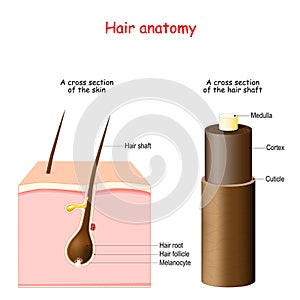 Hair anatomy. cross section of the skin photo