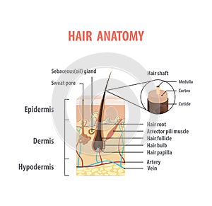 Hair anatomy illustration vector on white background. Madical co