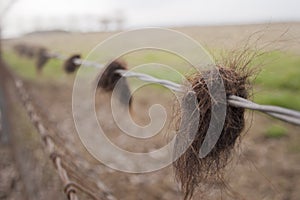 Hair on Barber Wire