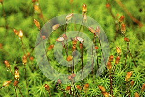 Hair cap moss in the rain in Newbury, New Hampshire photo