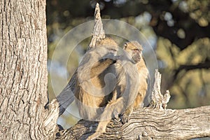 Hair Care Chacma Baboon, Papio ursinus griseipes, Bwabwata, Botswana