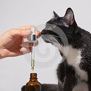 Hair care routine. Oil for skin. Girl holding dropper with black cat